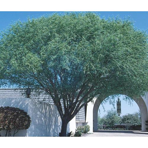 11.1-Gallon Navajo Globe Willow Shade Tree in Pot (With Soil) (L3742 ...