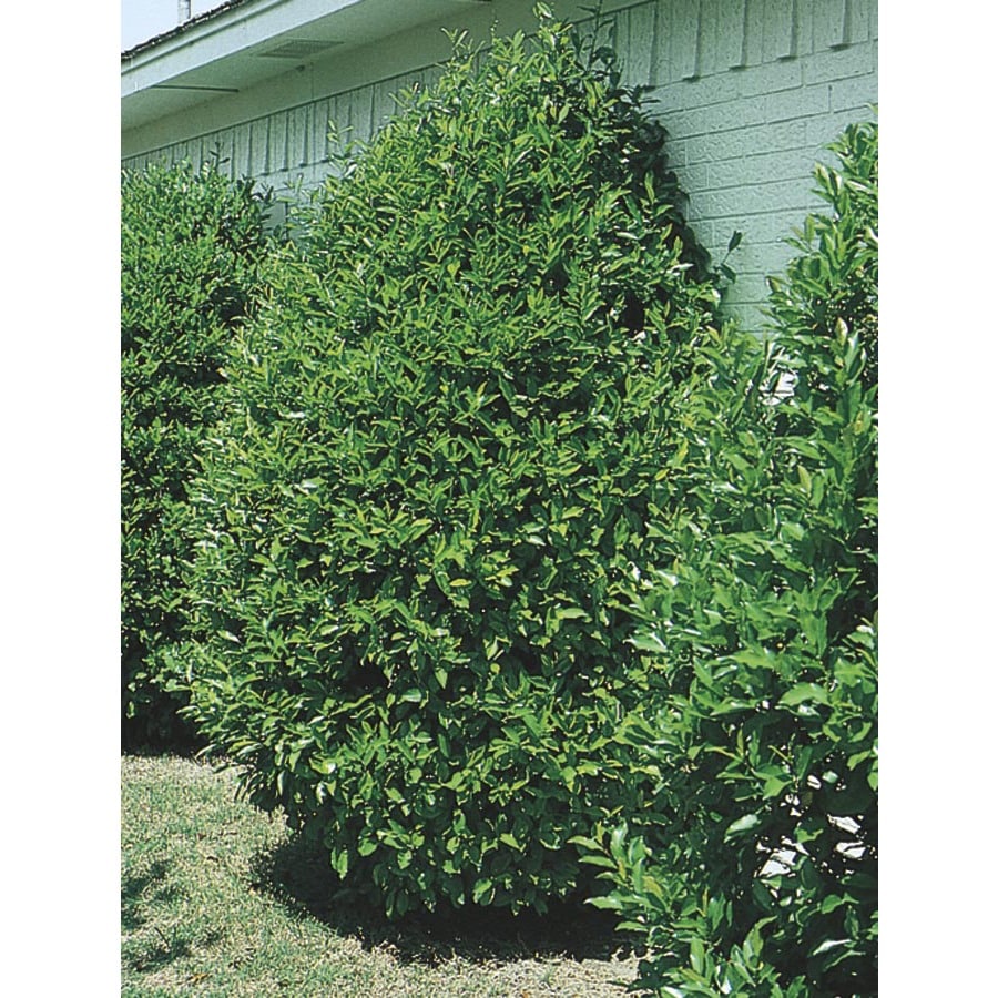 2.84Quart White Carolina Cherry Laurel Screening Tree in Pot (With