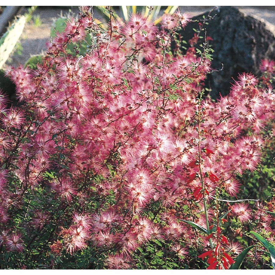 Pink Mock Mesquite Accent Shrub in Pot (With Soil) (L14611) at