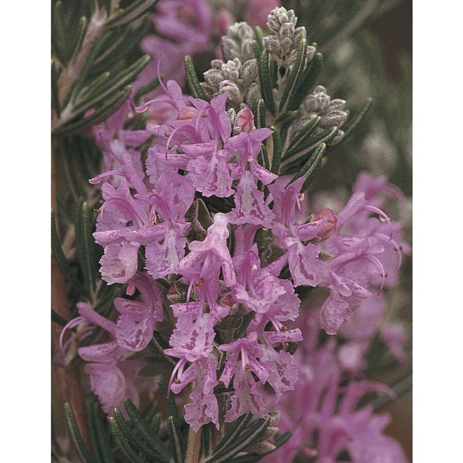 Pink Majorca Pink Rosemary Accent Shrub in Pot (With Soil) (L24777) at