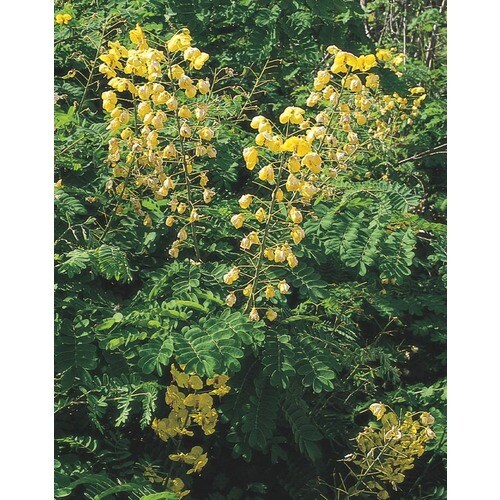 Yellow Mexican Bird Of Paradise Flowering Shrub in Pot (With Soil