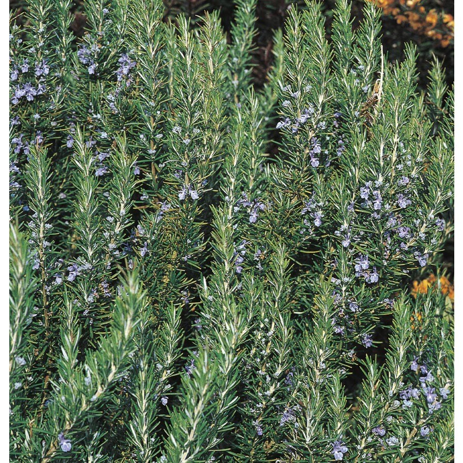 Blue Tuscan Blue Rosemary Accent Shrub in Pot (With Soil