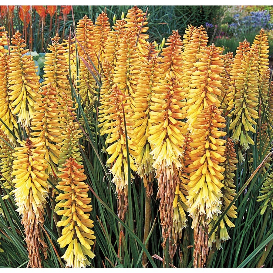  NURSERY Pineapple Popsicle Red Hot Poker in 1-Gallon