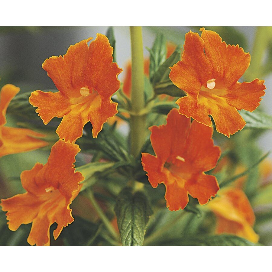 Monrovia Orange Georgie Tangerine Monkey Flower Flowering Shrub in Pot (L24767)