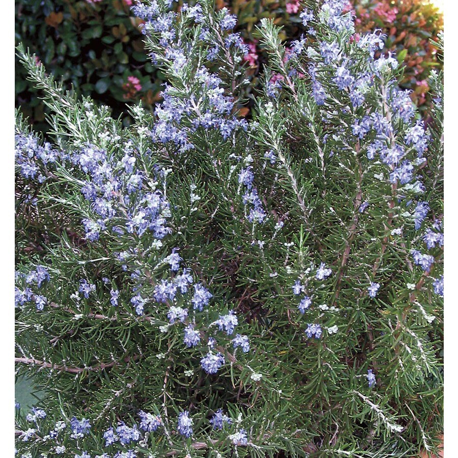 Blue Chef's Choice Rosemary Accent Shrub in Pot (With Soil) (L24776) at