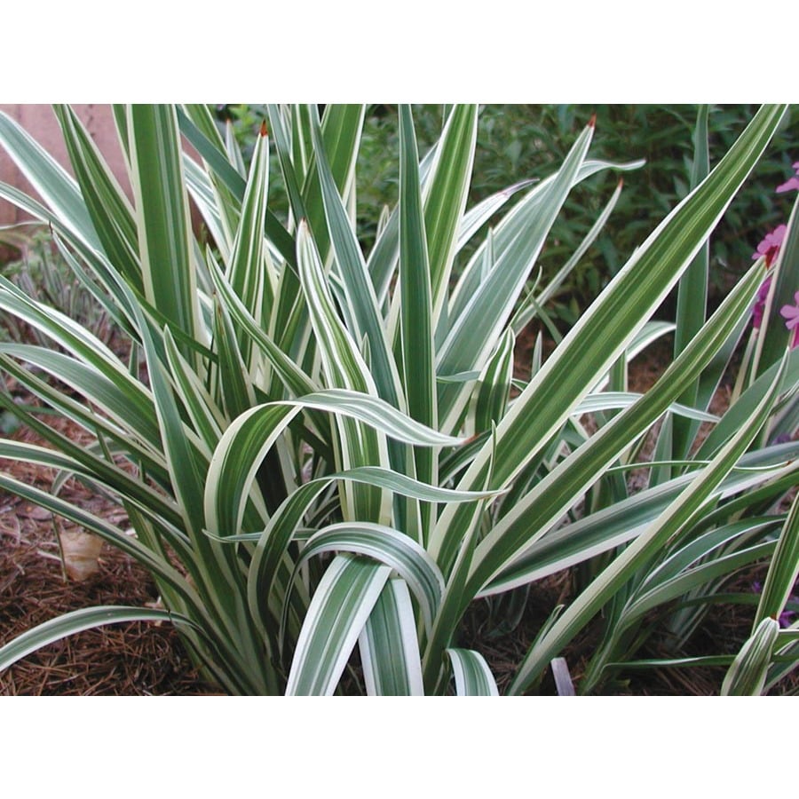 Variegated Flax Lily (L2149) at