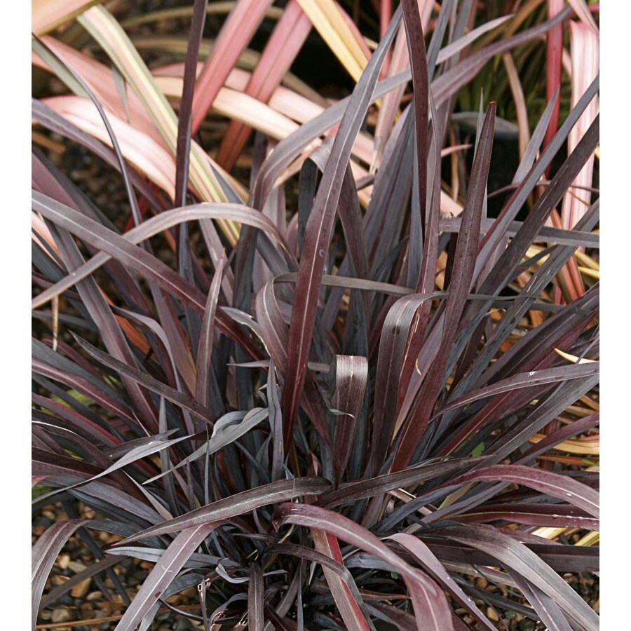 Monrovia Black Adder New Zealand Flax (L21012) at Lowes.com