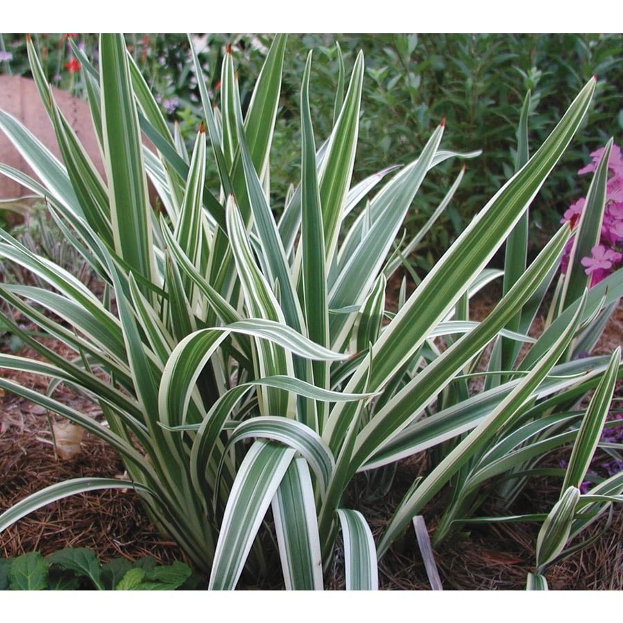 Monrovia in Variegated Flax Lily (L2149) at