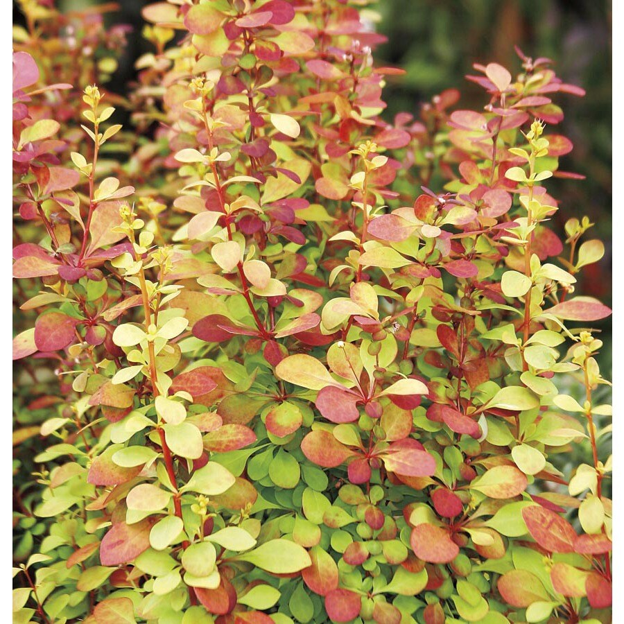 Monrovia Orange Rocket Barberry Accent Shrub in Pot (With Soil) (L23770