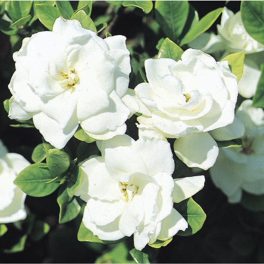  White  Veitchii Gardenia  Flowering Shrub  in Pot With Soil 