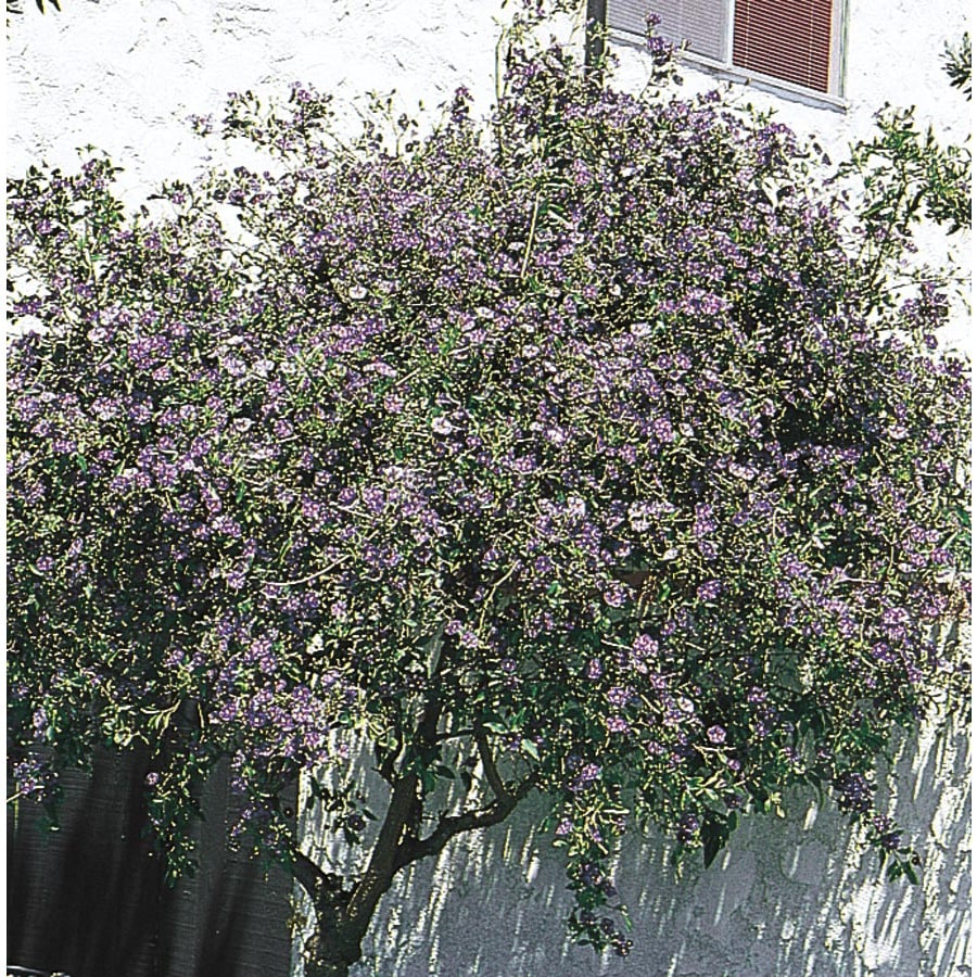 Purple Royal Robe Potato Bush Flowering Shrub in Pot (With