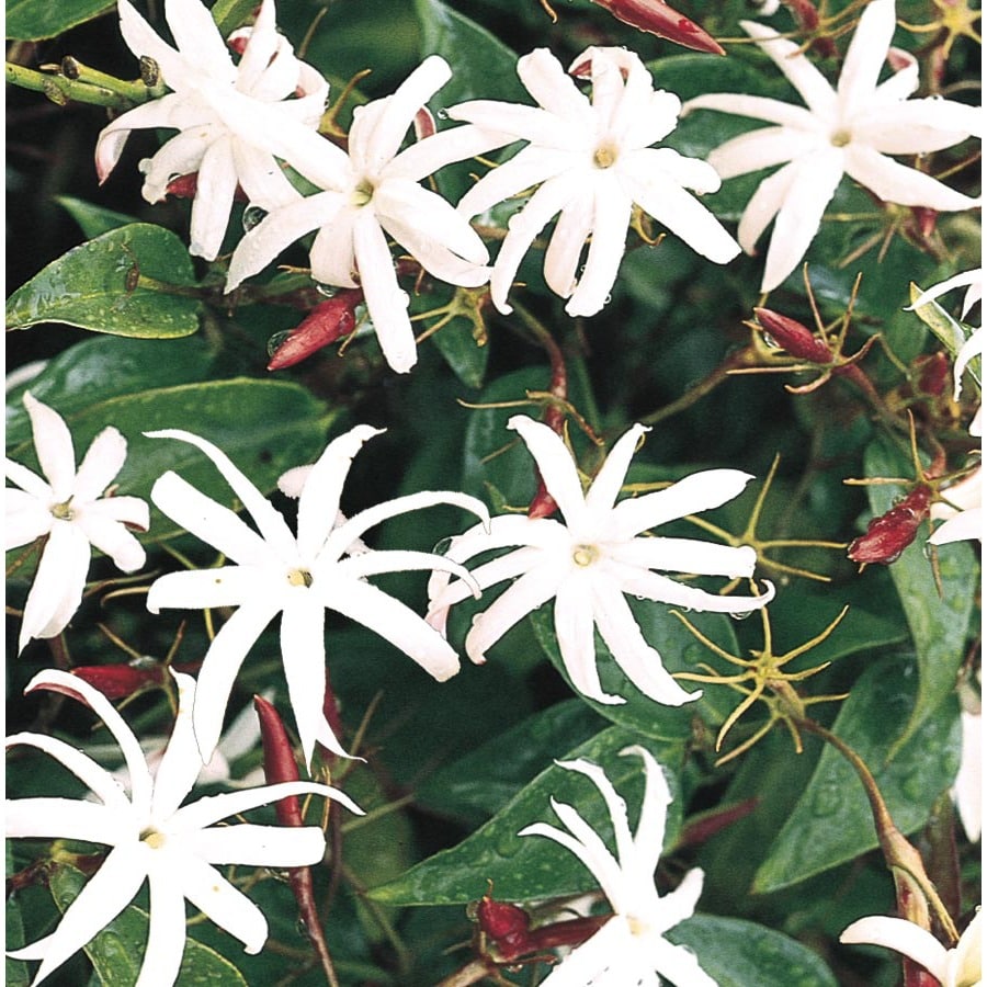 Shop 1.7-Gallon Star Jasmine (L8609) at Lowes.com