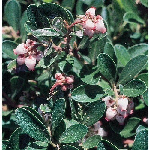 Pink Manzanita Bush Feature Shrub in Pot (With Soil) (Lw00491) at