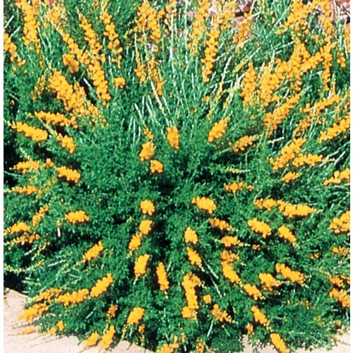 potted sweet broom plant