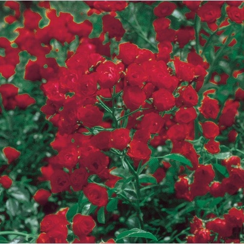 in Red Red Lady Bank's Rose (Lw03784) in the Roses department at