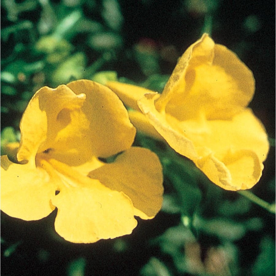 Cat's Claw (L7533) at