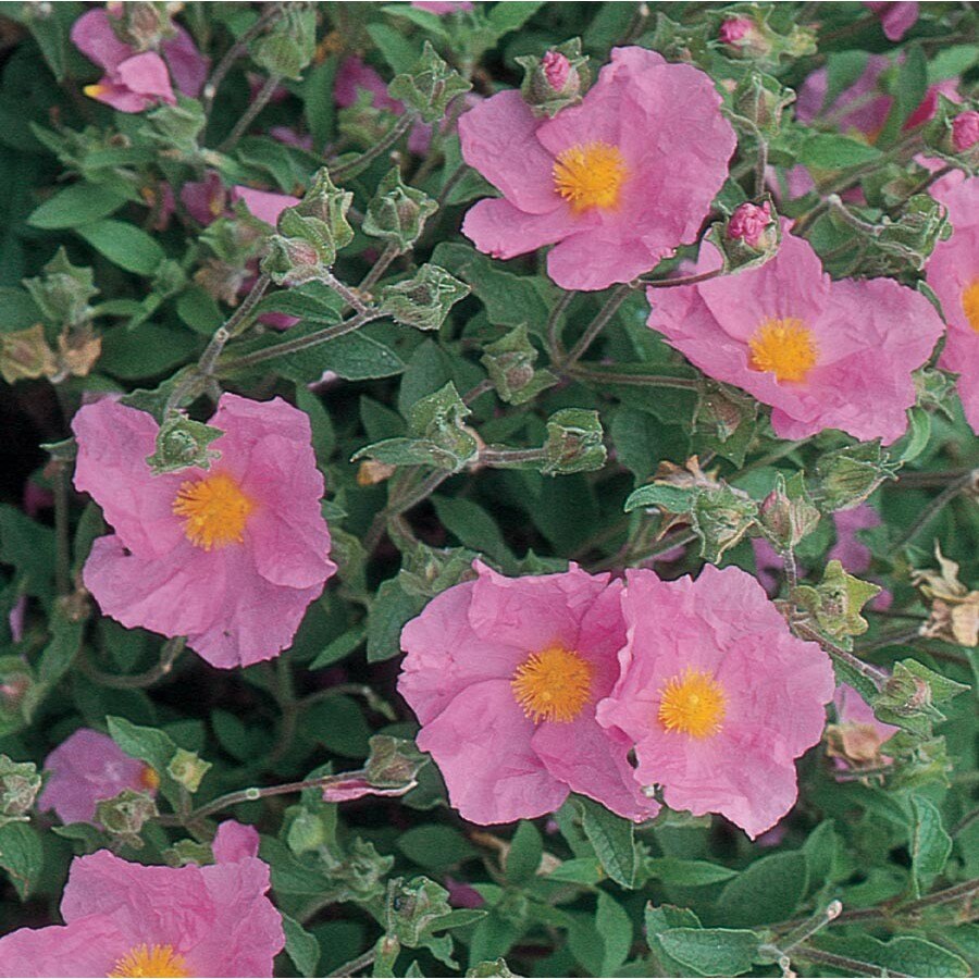 Pink Rock Rose Accent Shrub in Pot (With Soil) (L2450) at Lowes.com