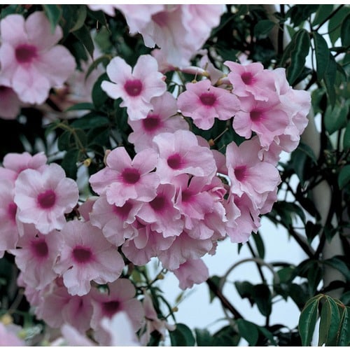 Bower Vine (L10935) in the Vines department at Lowes.com