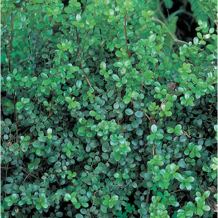 African Boxwood Foundation/Hedge Shrub in Pot (With Soil) (L11751) at