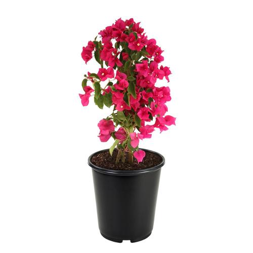 2.5-Quart Multicolor Hybrid Bougainvillea Flowering Shrub in Pot (L5710 ...