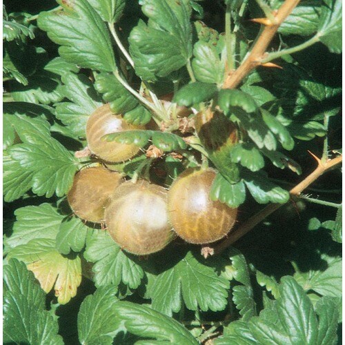 Ribes Sp (L27222) in the Fruit Plants department at