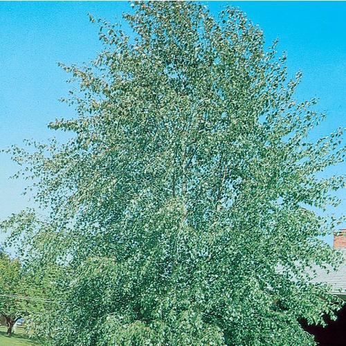 3.58Gallon Green European White Birch Clump Feature Tree in Pot (L3178