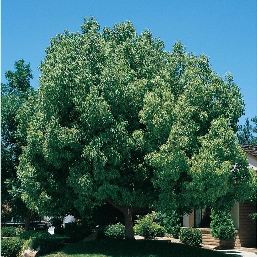 19 09 Gallon Assorted Upright Japanese Maple Feature Tree In Pot L5413 In The Trees Department At Lowes Com