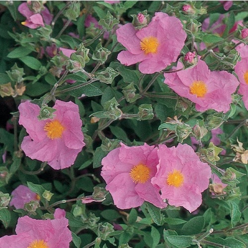 Pink Rock Rose Accent Shrub in Pot (With Soil) (L2450) at