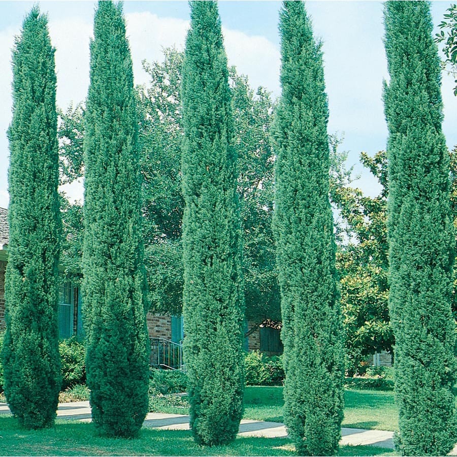 Shop 3.58-Gallon Italian Cypress Feature Tree (L3291) at Lowes.com