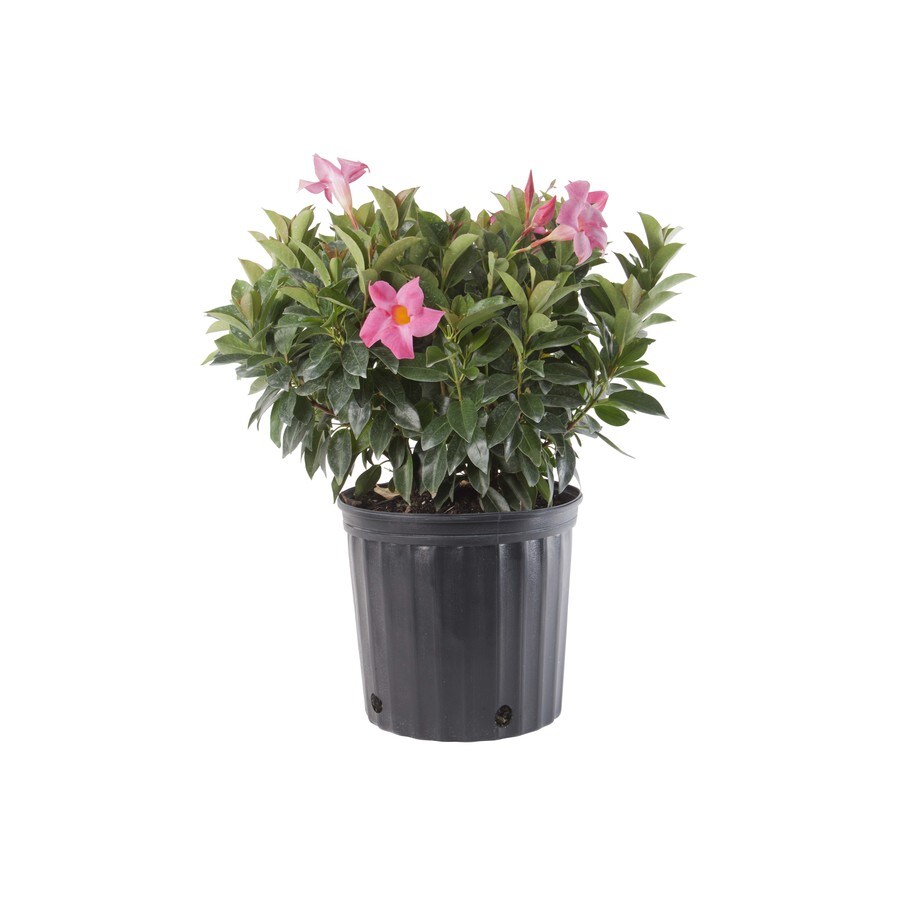 3.58-Gallon in Pot Dipladenia (L5091) in the Vines department at Lowes.com