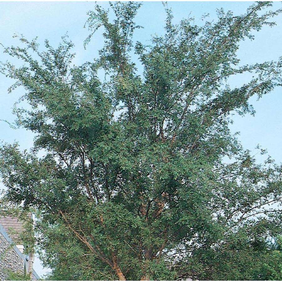 3.58-Gallon Green Drake Elm Shade Tree in Pot (With Soil) (L4612) at ...