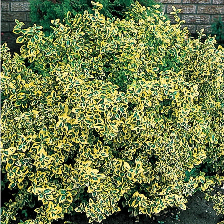 Emerald 'N Gold Euonymus Accent Shrub in Pot (With Soil) (L9280) at