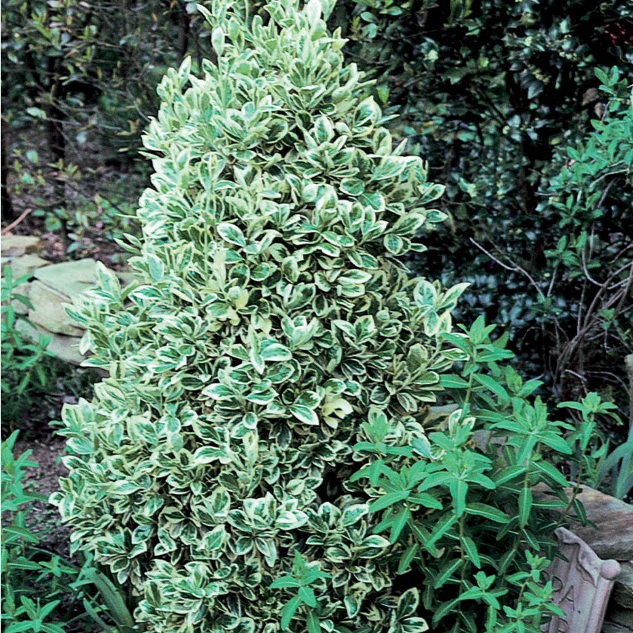 Silver King Euonymus Accent Shrub in Pot (With Soil) (L3842) at