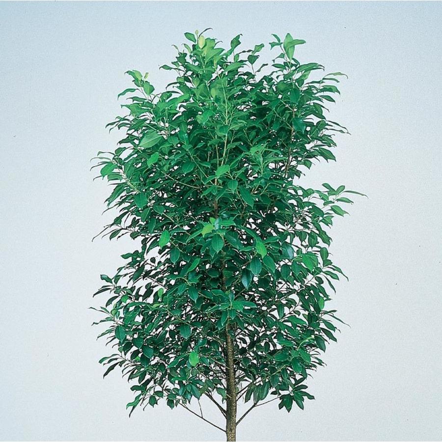 3.58Gallon Green Emerald Green Fig Tree in Pot (With Soil) (L11722) at