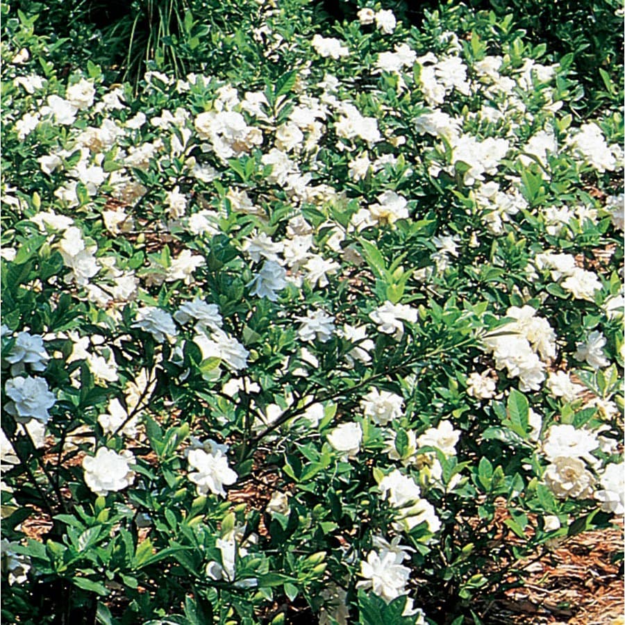 Gardenia Shrubs at