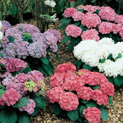 3 58 Gallon Multicolor Hydrangea Flowering Shrub In Pot L20439hp