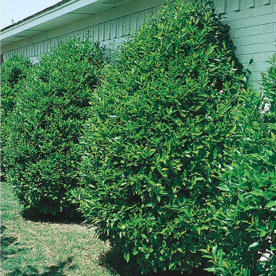 3.58Gallon White Carolina Cherry Laurel Screening Tree (L11188) at