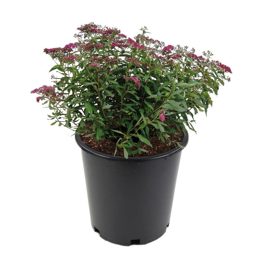 Pink Spirea Flowering Shrub in Pot (With Soil) at Lowes.com