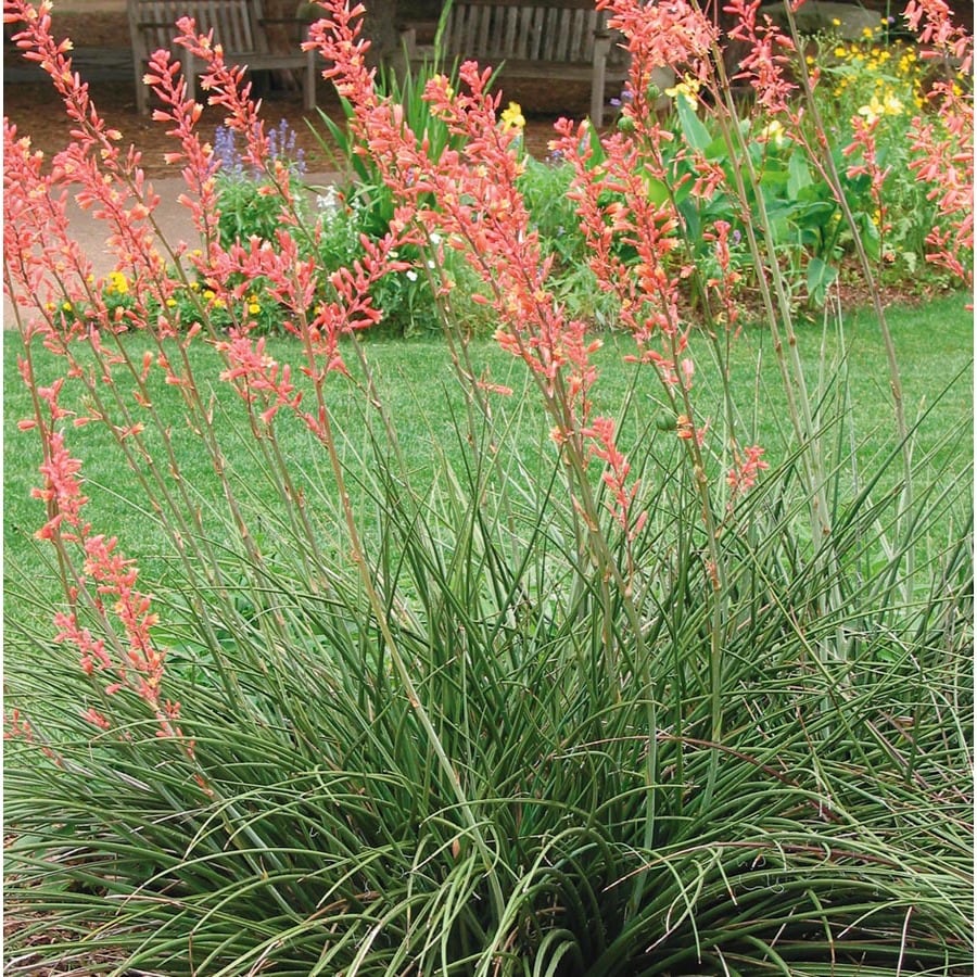 Red Yucca Shrubs at