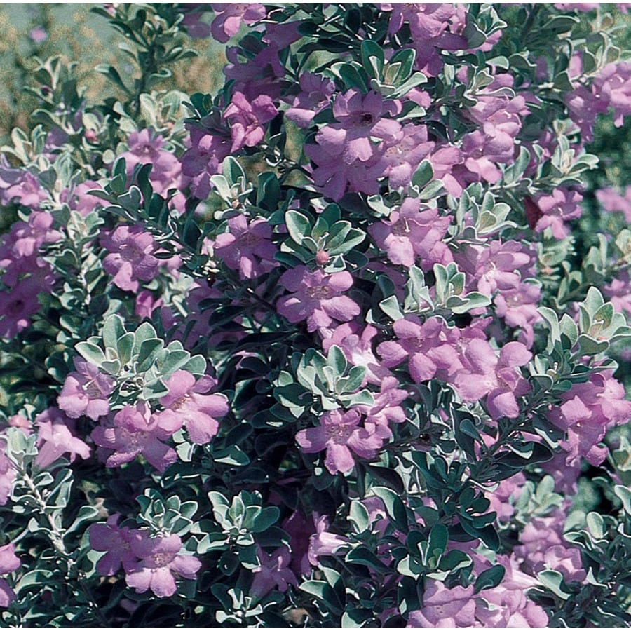 Purple Texas Sage Flowering Shrub in Pot (With Soil ...