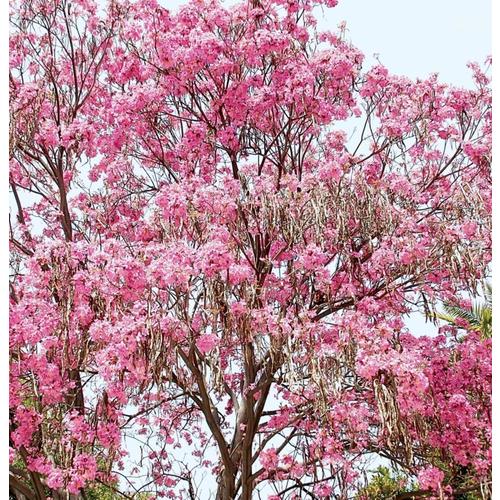 3.58-Gallon Pink Tabebuia Shade Tree in Pot (With Soil) (L26503) in the ...