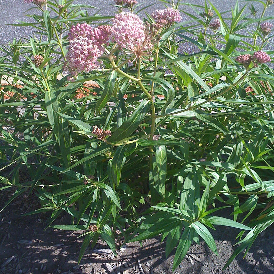 Gallon Pink Soulmate Swamp Milkweed (LW03988) at