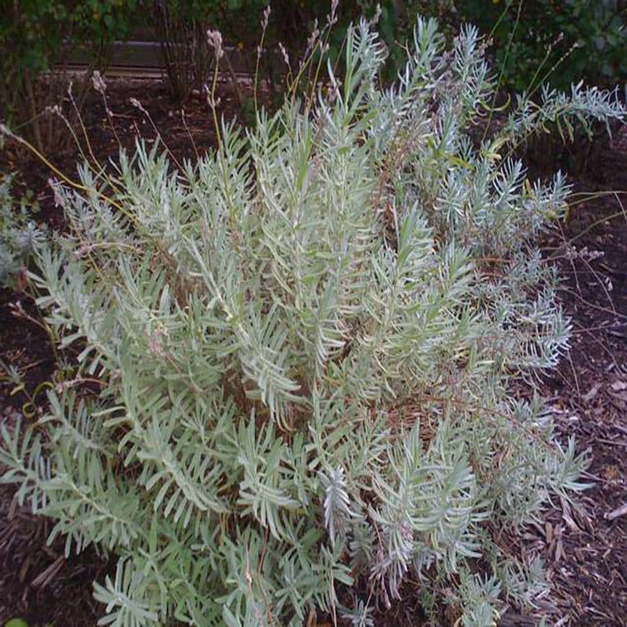  LL305613 Purple Dilly Lavender Flowering Shrub In Pot (With Soil)