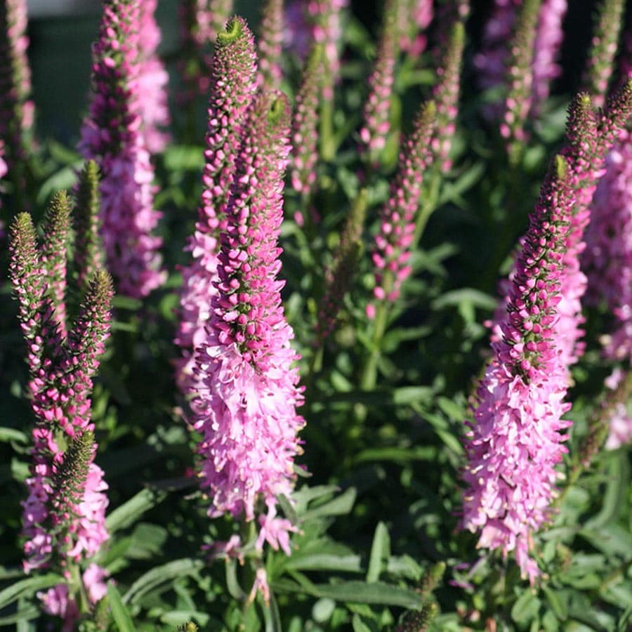  VL1369CL Pink Giles Von Hees Speedwell