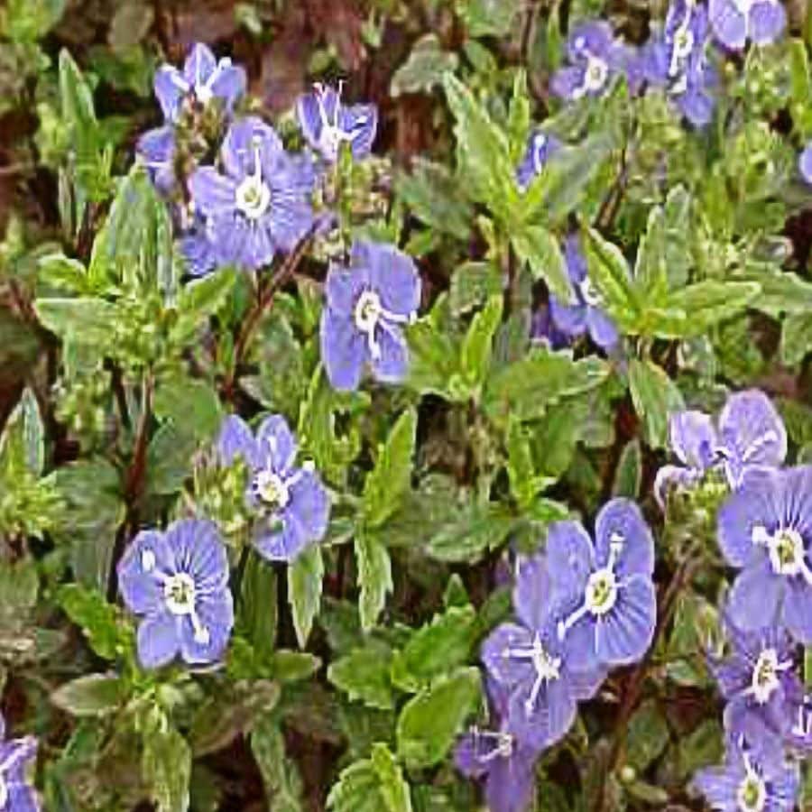 TL3025CL Blue Georgia Blue Speedwell