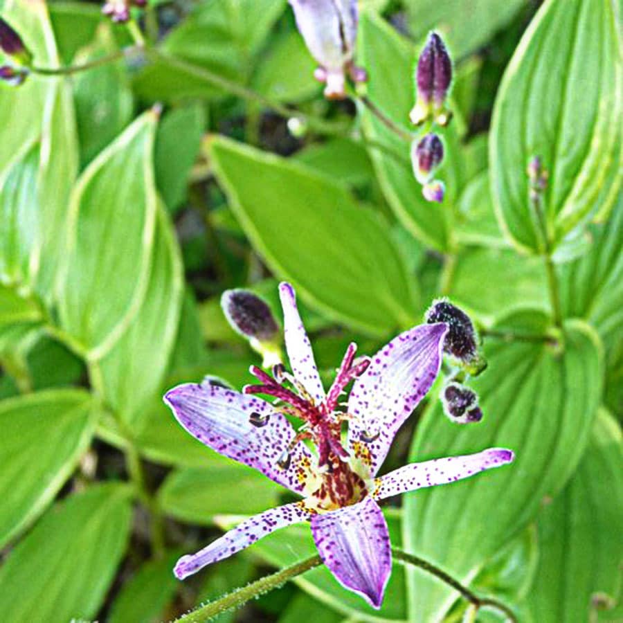  TL3024CL Purple Samurai Toad Lily Plant in