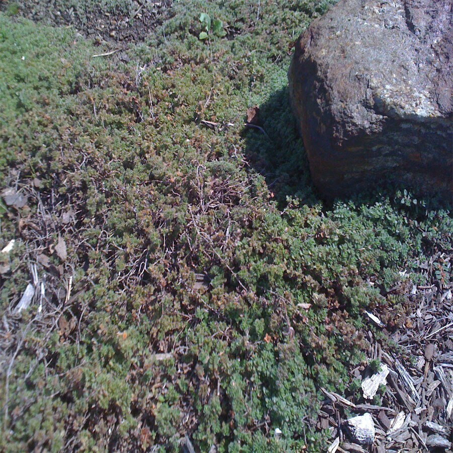 0 25 Gallon Elfin Thyme In The Perennials Department At Lowes Com