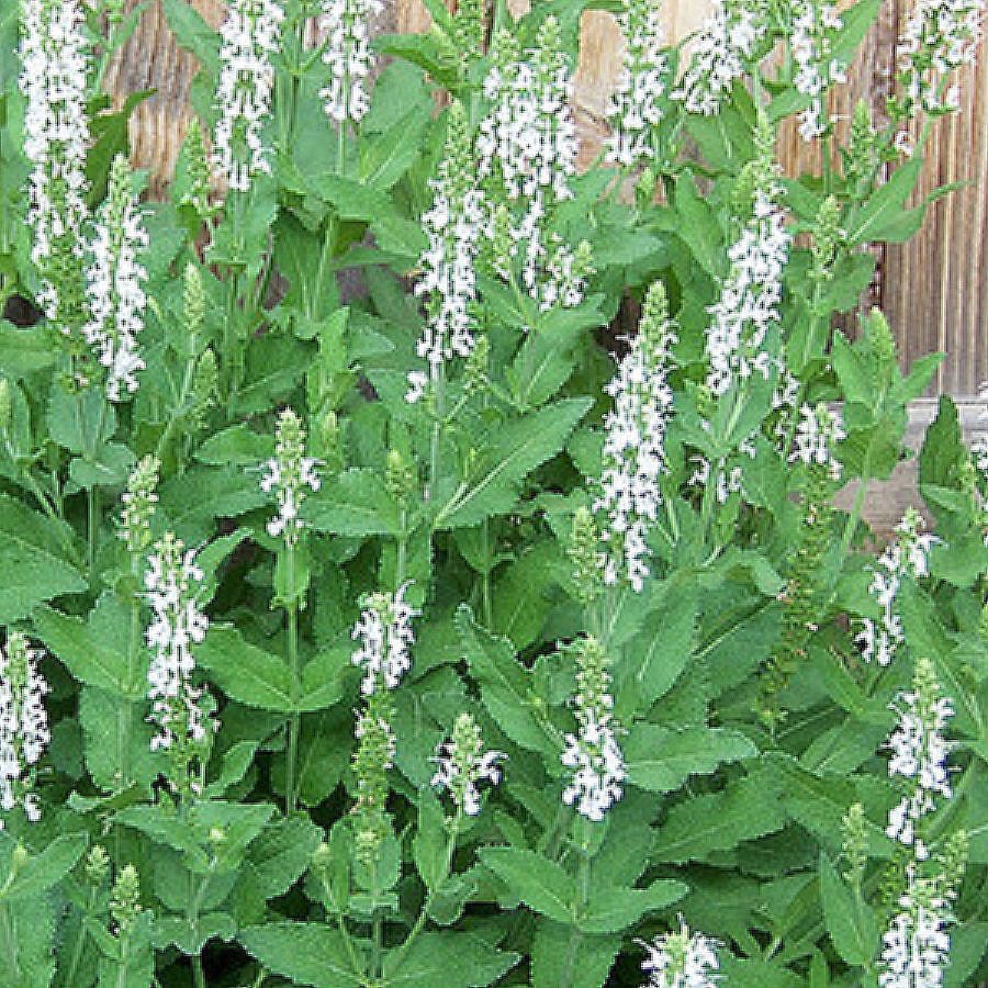  SL1189CL White Snow Hill Wood Sage