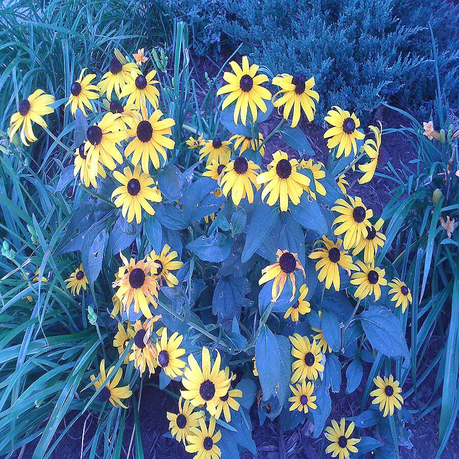 Yellow Little Suzy Black Eyed Susan Plant in at Lowes.com