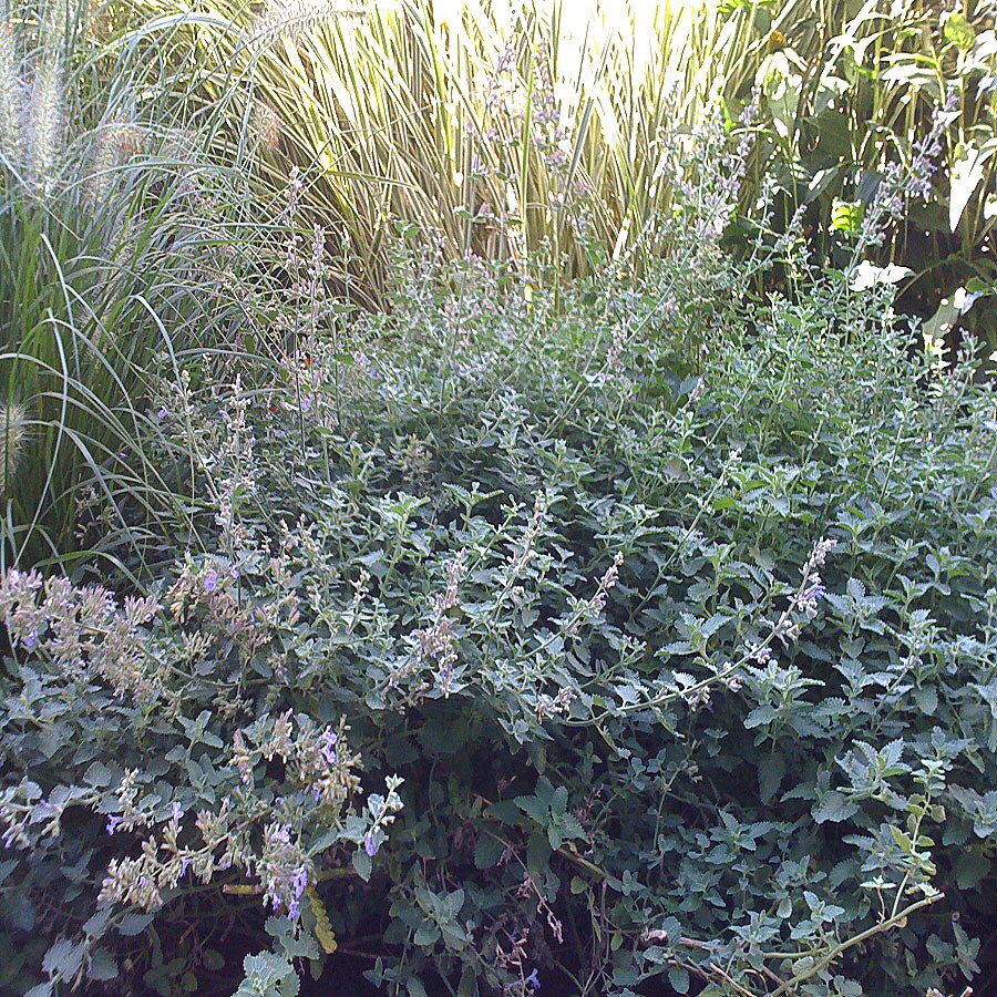  NL947CL Lavender Dropmore Catmint